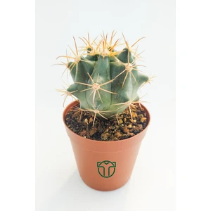 Toptan Kaktüs Ferocactus Horridus Kaktüs - 5.5 cm Saksıda