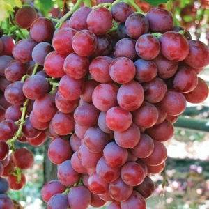 Tohum Bul Tüplü Red Flame Seedless Çekirdeksiz Üzüm(Asma-Bağ) Fidanı