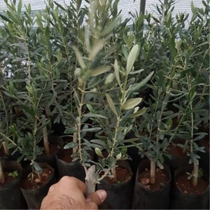 Tohum Bul Tüplü Ispanyol Erkenci Bodur Arbequina Zeytin Fidanı 2 Yaşlı