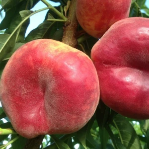 Tohum Bul Tüplü Tam Bodur Paraguaya Basık Şeftali Fidanı