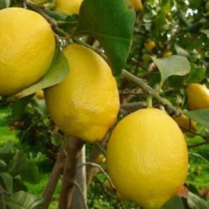 Tohum Bul Tüplü Dev Meyveli Extra Jumbo Limon Fidanı