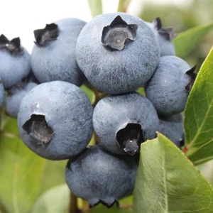 Tohum Bul Tüplü Bluecropt Yaban Mersini Likapa Fidanı