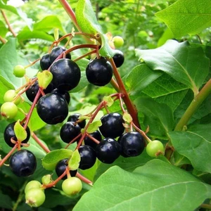 Tohum Bul Tüplü Bilberry(Yaban Mersini) Fidanı