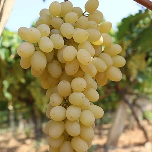 Tohum Bul Tüplü Iri Meyveli Yellow Samancı Çekirdeksiz Üzüm Fidanı
