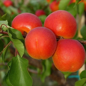 Tohum Bul Tüplü Zaiges Red Kırmızı Kayısı Fidanı