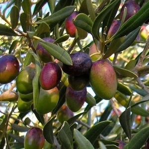 Tohum Bul Tüplü Sofralık Manzalina Zeytin Fidanı