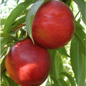 Tohum Bul Tüplü Erkenci Venüs Nektarin Fidanı