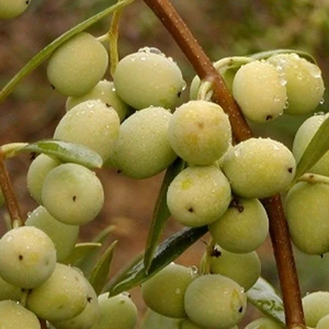 Tohum Bul Iri Meyveli Sarı Ulak Zeytin Fidanı