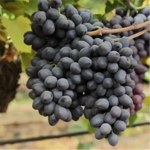 Tohum Bul Tüplü Grenache Üzüm Fidanı Nadir Çeşit