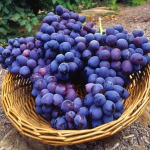 Tohum Bul Tüplü 2B56 Tekirdağ Reçel Aromalı Üzüm Fidanı Koleksiyon Çeşit Sınırlı Sayıda