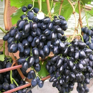 Tohum Bul Tüplü Çekirdeksiz Siyah Hatun Parmağı Üzüm(Asma-Bağ) Fidanı