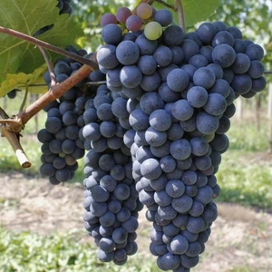 Tohum Bul Tüplü Trakya Ilkeren (Sarmalık) Üzüm(Asma-Bağ) Fidanı