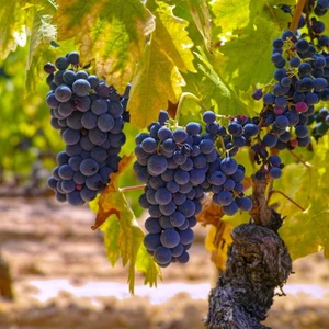 Tohum Bul Tüplü Alphonso (Alfons) Lavellee Üzüm(Asma-Bağ) Fidanı