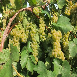 Tohum Bul Tüplü Tatlı Chardonnay Üzüm Fidanı