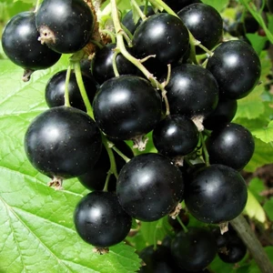 Tohum Bul Tüplü Black (Siyah) Golyat Frenk Üzümü Fidanı