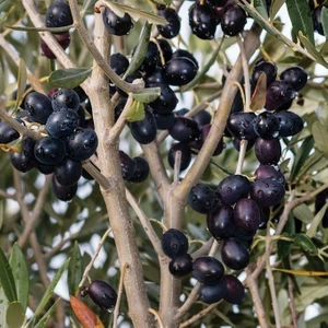 Tohum Bul Gemlik Etli Salamuralık Trilye Zeytin Fidanı