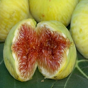 Tohum Bul Tüplü Beyaz Iri Meyvelli Ballı Incir Fidanı