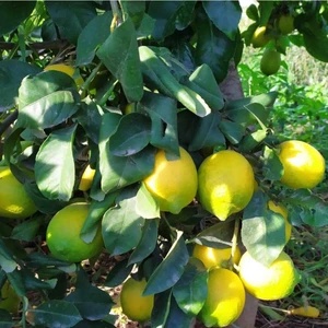 Tohum Bul Nadir Bulunan Iri Meyveli Uzun Zagara Bianca Limon Fidanı
