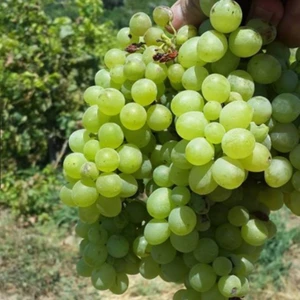 Tohum Bul Tüplü Sauvignon Sugar Yellow  Blanc Üzüm Fidanı