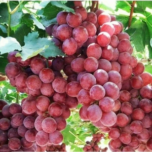 Tohum Bul Tüplü Red Crimson Çekirdeksiz Üzüm Fidanı