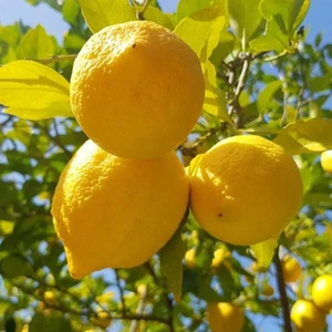 Tohum Bul Tüplü Yediveren Limon Fidanı