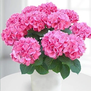 Tohum Bul Pembe Renkli Ortanca Fidanı