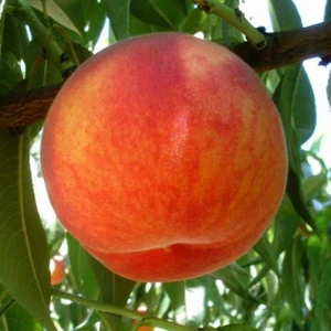 Tohum Bul Tüplü Tam Bodur Innovative Tree Dixired Şeftali Fidanı
