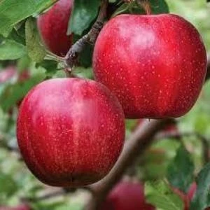 Tohum Bul Tüplü Tam Bodur Mondial Gala Red Elma Fidanı