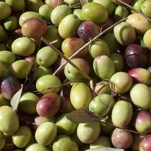 Tohum Bul Sofralık Ayvalık Edremit Zeytin Fidanı