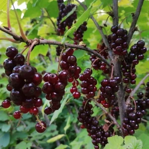 Tohum Bul Tüplü Black Tokat 3 Frenk Üzümü Fidanı