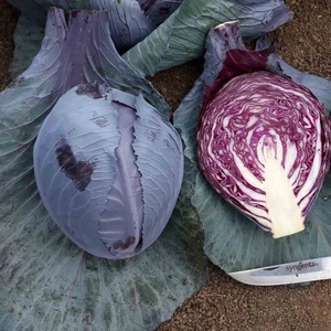 Tohum Bul Yörem Kırmızı Lahana Fidesi (5 Adet)