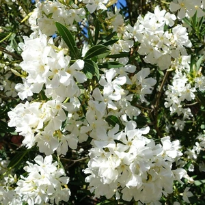 Tohum Bul Tüplü Beyaz Çiçekli Zakkum Fidanı