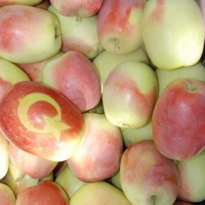 Tohum Bul Tüplü Tam Bodur Kağızman Sugar Uzun Elma Fidanı