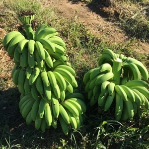 Tohum Bul Tüplü Bodur Saksılık Muz Fidanı Musa Cavendish (Sınırlı Stok)