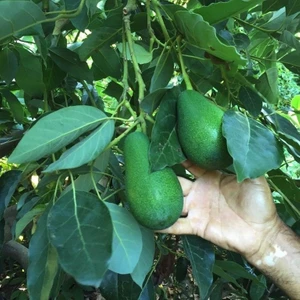 Tohum Bul Tüplü Etli Green Fuerte Avokado Fidanı