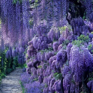 Tohum Bul Tüplü Özel Üretim Yoğun Kokulu Wisteria Sinensis Mor Salkım Fidanı (40-60 Cm)