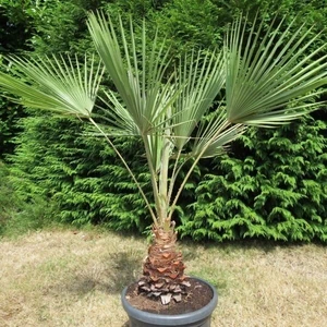 Tohum Bul Tüplü Washingtonia Robusto Palmiye Ağacı Fidanı (70-90 Cm)