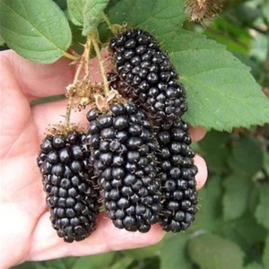 Tohum Bul Tüplü Jumbo Böğürtlen Fidanı