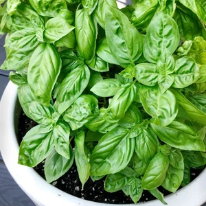 Tohum Bul Geleneksel Anadolu Fesleğeni Fidesi ( 5 Fide)