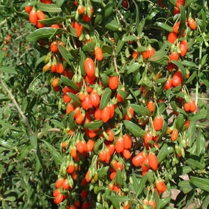 Tohum Bul Tüplü Goji Berry Kırmızı Kurt Üzümü Fidanı