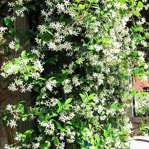 Tohum Bul Beyaz Çiçekli Yasemin Fidanı (5 Adet)