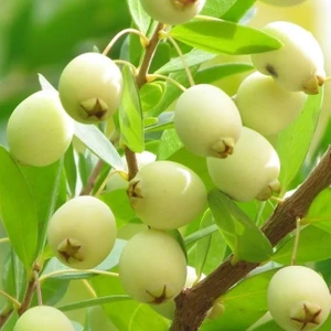 Tohum Bul Tüplü Şifalı Verme Durumunda White Yaban Mersini Murt Fidanı