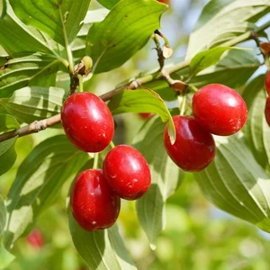 Tohum Bul Tüplü Küçük Meyveli Anadolu Kırmızı Kızılcık Fidanı