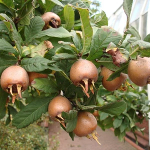 Tohum Bul Tüplü Iri Meyveli Jumbo Döngel Muşmula Fidanı