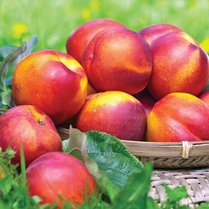 Tohum Bul Tüplü Iri Yarı Bodur Red Giant Nektarin Fidanı