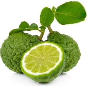 Tohum Bul Tüplü Yoğun Kokulu Bergamot Fidanı