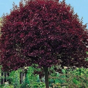 Tohum Bul Tüplü Süs Eriği Fidanı (40-60 Cm)
