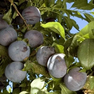 Tohum Bul Tüplü Yarı Bodur Friar Erik Fidanı