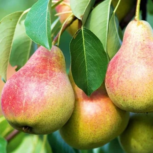Tohum Bul Tüplü Tam Bodur Erkenci Etruşka Armut Fidanı