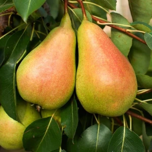 Tohum Bul Tüplü Tam Bodur Santa Maria Ince Kabuklu Armut Fidanı